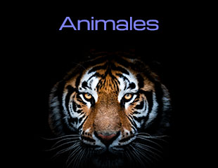 2.1.1. Animales