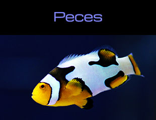 2.1.27. Peces