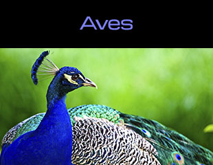 2.1.5. Aves